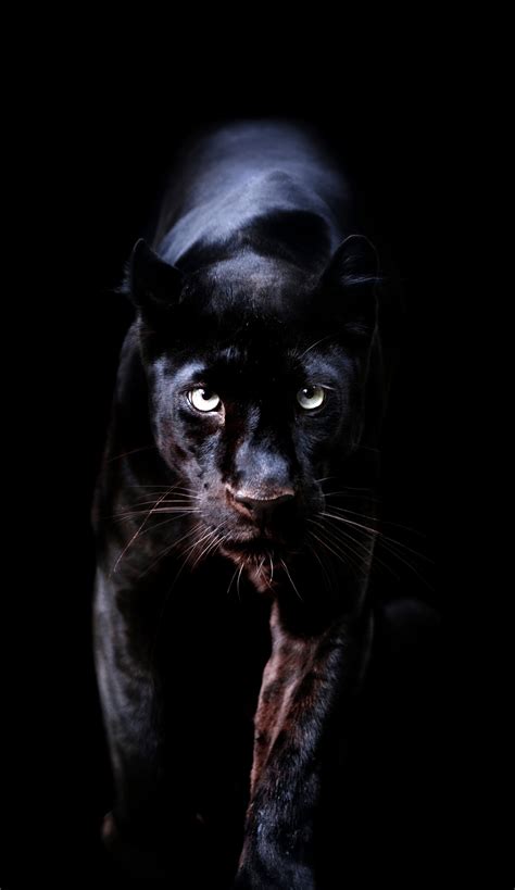 dark panthera|Black panther .